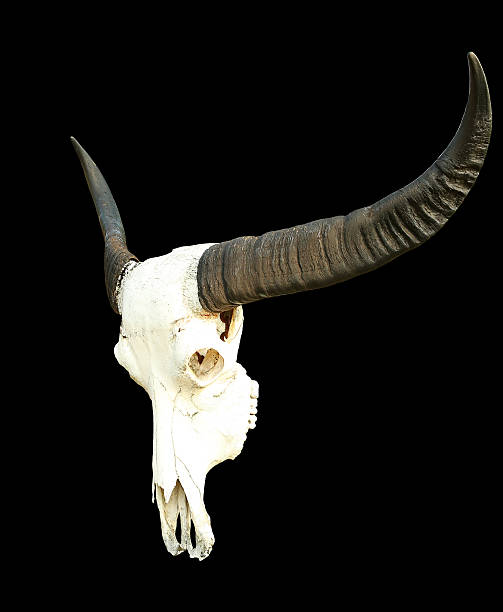 istock long horn buffalo skull isolated on black 614871010