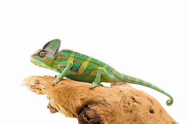 chameleon   - yemen chameleon ストックフォトと画像
