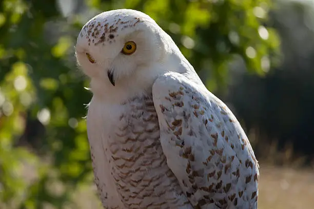 close-up of a stuffed snow-owl