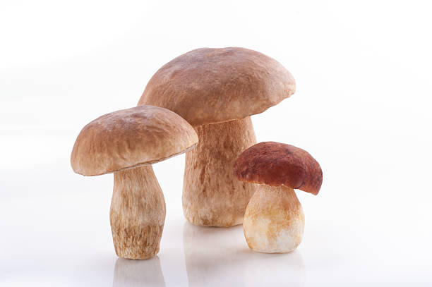 Boletus mushrooms, Porcini Mushroom, Forest, Edible Mushroom