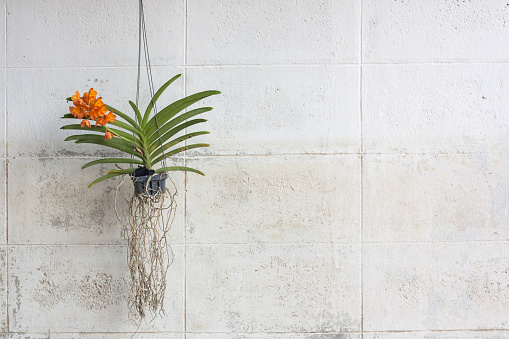 Orchids grown in plastic pots hanging on the walls.