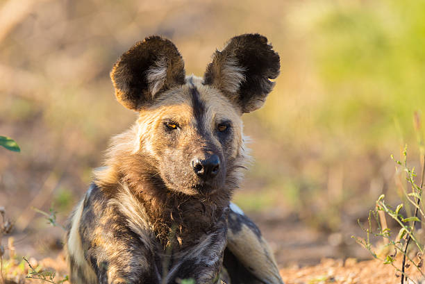 Wild Dog or Lycaon lying down in the bush, Africa Close up and portrait of a cute Wild Dog or Lycaon lying down in the bush. Wildlife Safari in Kruger National Park, the main travel destination in South Africa. wild dog stock pictures, royalty-free photos & images