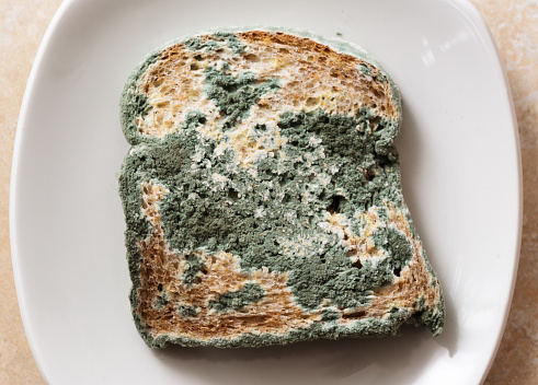A very stale slice of bread, covered in blue mould sits on a white plate.
