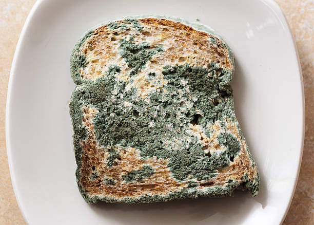 Blue mould covers slice of very stale bread A very stale slice of bread, covered in blue mould sits on a white plate. old style stock pictures, royalty-free photos & images