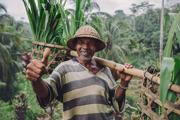 Happy senior farmer giving thumbs up Shot of happy senior farmer giving thumbs up. Senior man smiling and carrying a yoke on his shoulders with seedlings. indonesian culture photos stock pictures, royalty-free photos & images