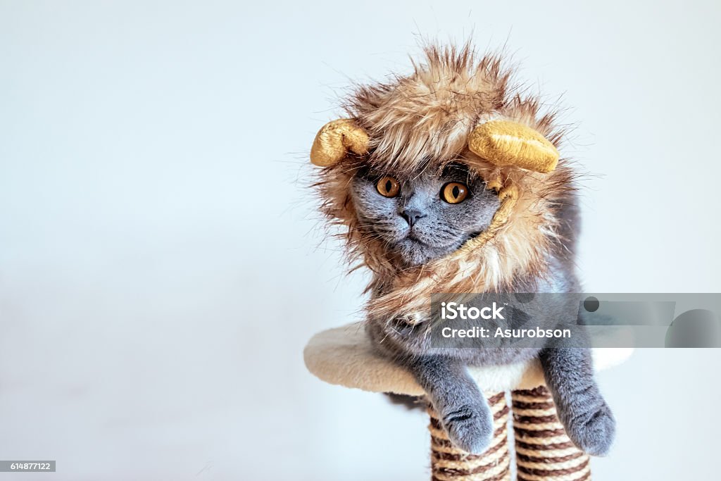 Lindo gato disfrazado de león - Foto de stock de Gato doméstico libre de derechos