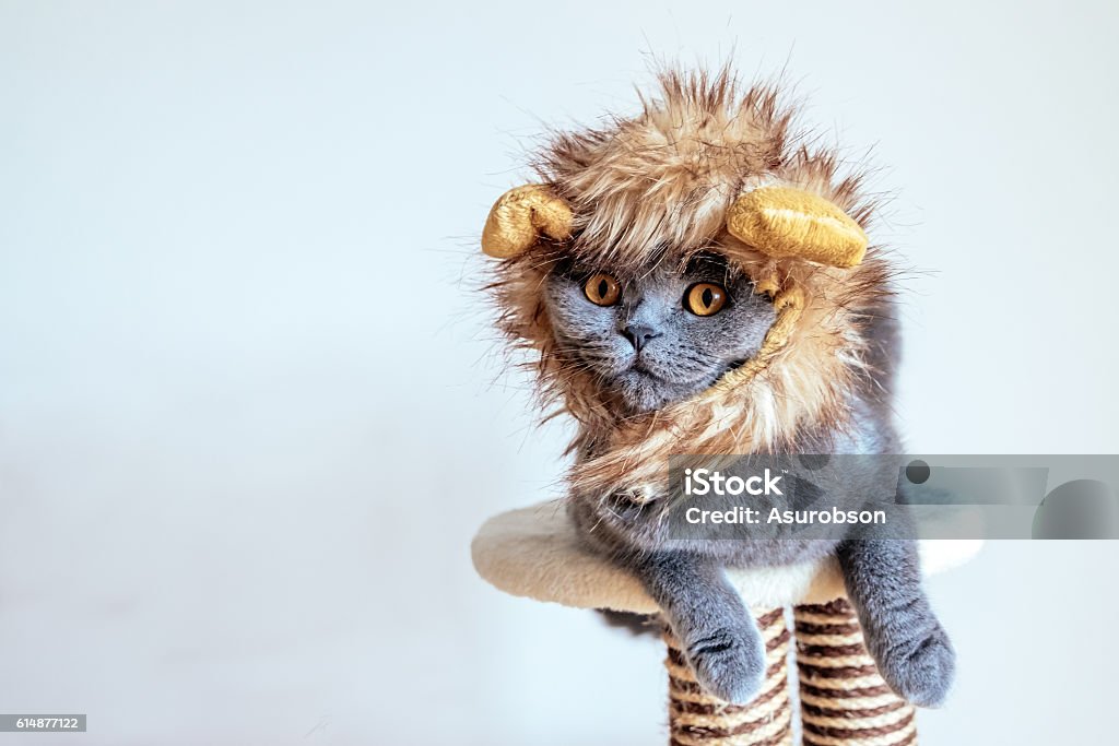 Cute cat dressed up as a lion Grey cat with a lion hat Domestic Cat Stock Photo