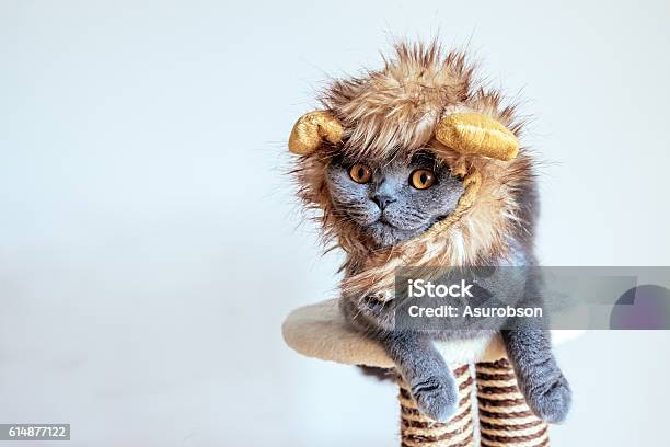 Cute Cat Dressed Up As A Lion Stock Photo - Download Image Now - Domestic Cat, Lion - Feline, Costume