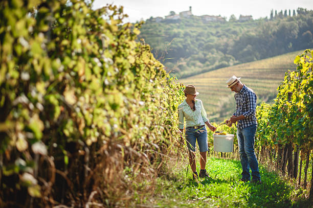 istock Happy Couple Harvesting Grapes 614879116
