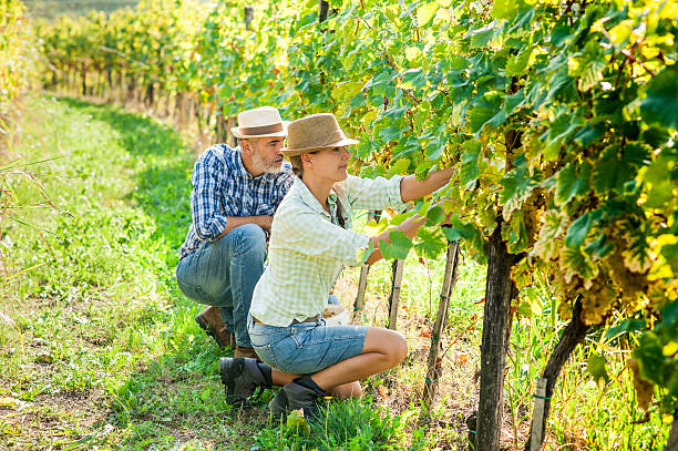 istock Happy Couple Harvesting Grapes 614879188