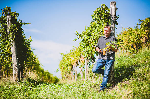 istock Proud Farmer Portrait in his Vineyard 614879228