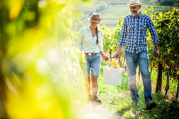 istock Happy Couple Harvesting Grapes 614879302