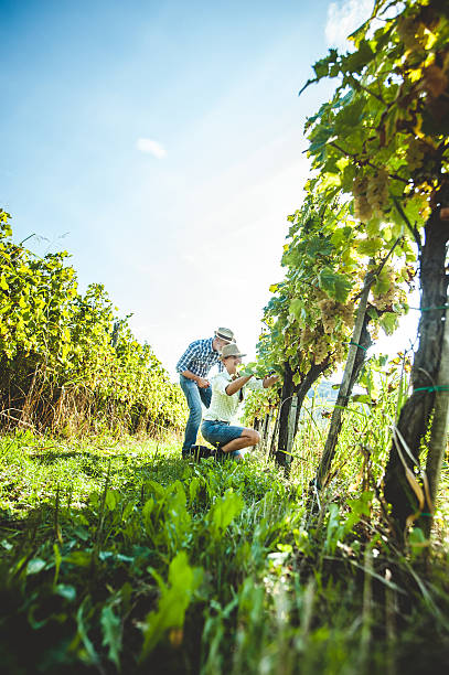 istock Happy Couple Harvesting Grapes 614879366