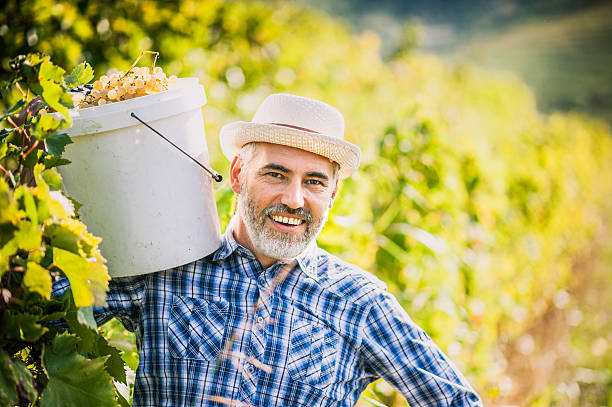 istock Happy Farmer Portrait in his Vineyard 614879378