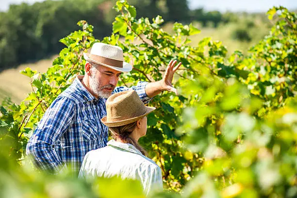 Farmer in a Vineyard Having a Discussion
