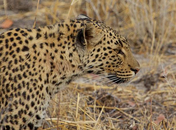 istock Side profile of an african leopard in masai mara 614879992
