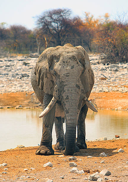 istock LONE ELEPHANT STANDING NEXT TO A WATERHOLE 614880068