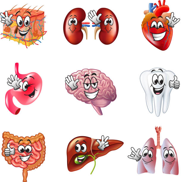 ilustrações de stock, clip art, desenhos animados e ícones de funny cartoon human organs icons vector set - food smiling human eye facial expression