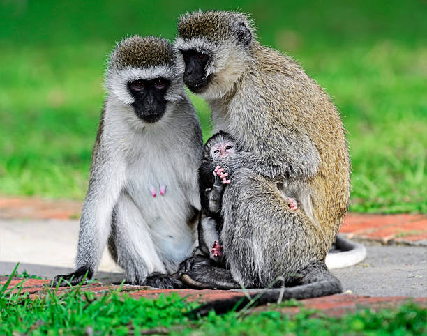 istock Vervet monkey in the savannah 614951332