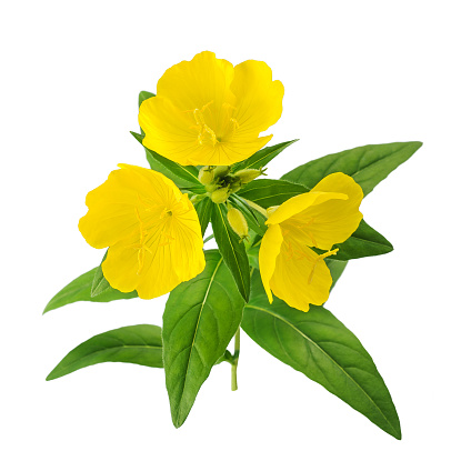 common evening primrose flowers isolated on white