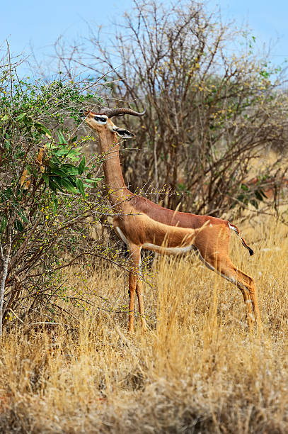 istock Giraffidae antelope gerenuk 614952220