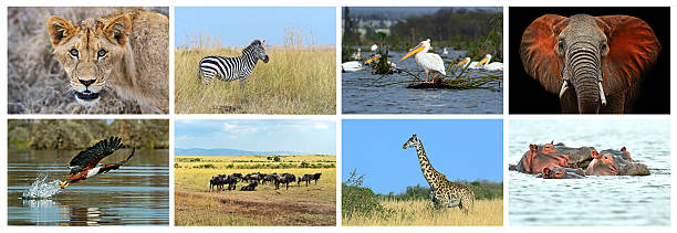 istock Collage fauna of Kenya 614952684