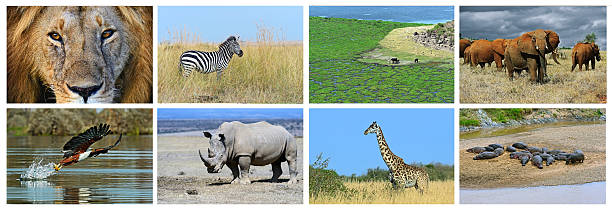 istock Collage fauna of Kenya 614952828