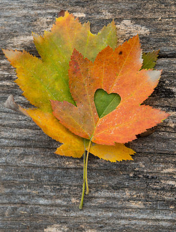 Maple-Leaf to cut the heart on the tree. Valentine Love Leaf.