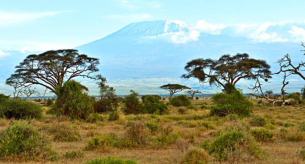 istock African savanna in Kenya 614955228