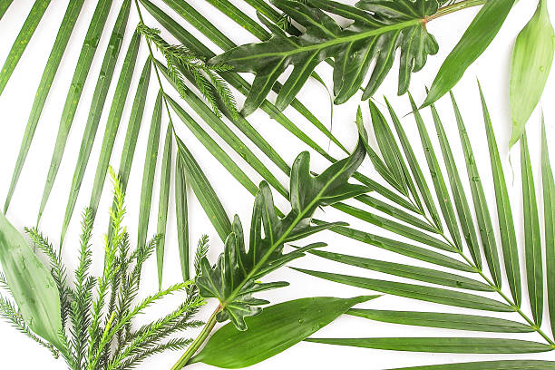 istock wallpaper of palm leaf green tropical top view flat lay 614955310