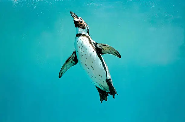 Humboldt Penguin under water in clear blue ocean swimming to the surface with wings open,