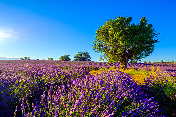 istock Lavender field in plateau Valensole 614955444