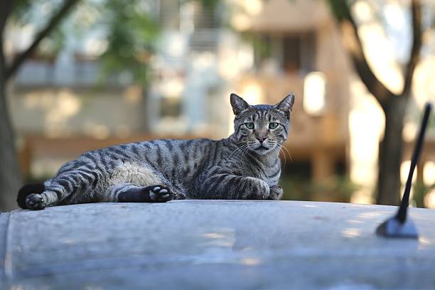 tiger looking cat na dachu samochodu. - wakeful zdjęcia i obrazy z banku zdjęć