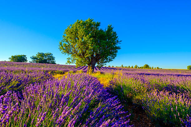 istock Lavender field in plateau Valensole 614955878