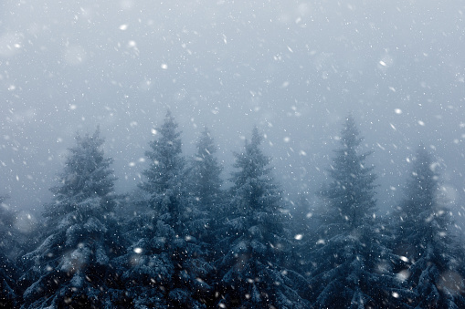 Snow falling in forest at night