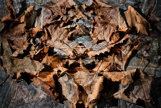 istock autumn dry  leaves - background 614956448