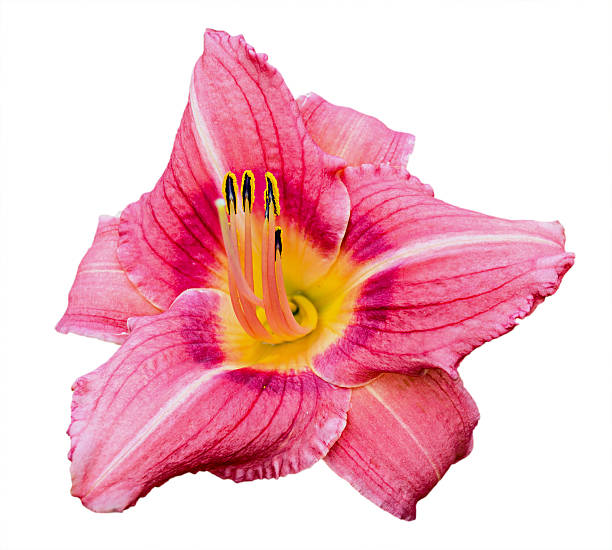 istock Pink daylily (Hemerocallis) isolated on white 614957142