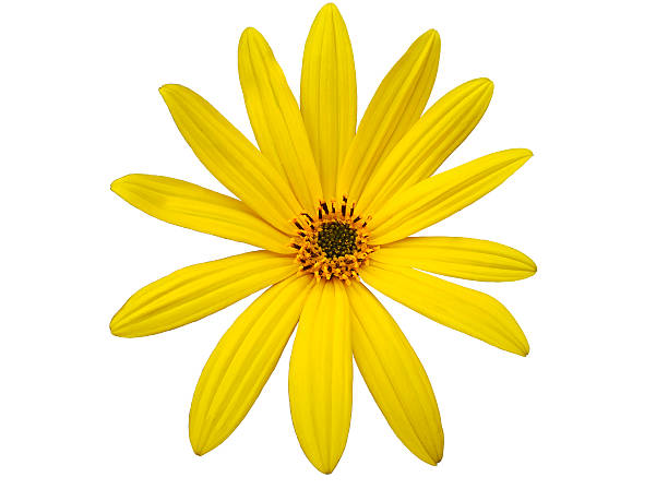 istock Garden yellow flower, white  isolated background with clipping path 614957782