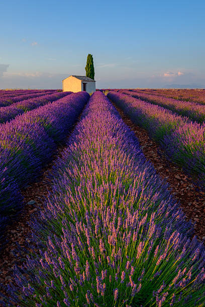 Lavender field in plateau Valensole Lavender field at plateau Valensole, Provence, France plateau de valensole stock pictures, royalty-free photos & images