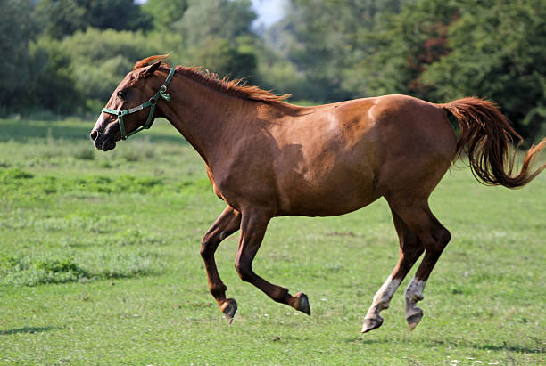 Beautiful purebred horses see more in my portfolio