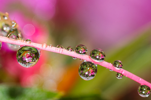 water drops and dew on pink flower petal background.Macro picture after the rain