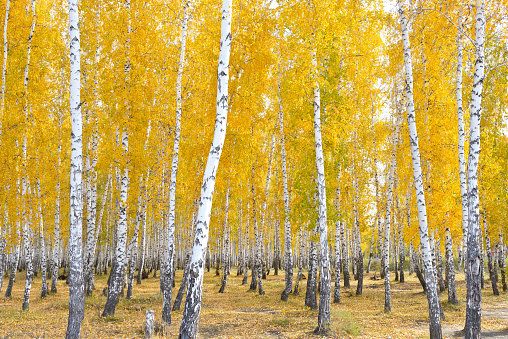 beautiful autumn forest