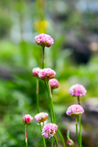 Pink flowers Armeria Alpine