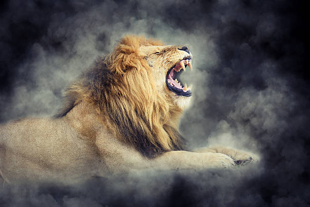 leone in fumo su sfondo scuro - roaring foto e immagini stock
