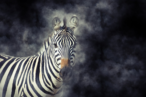 Close up zebra in smoke on dark background