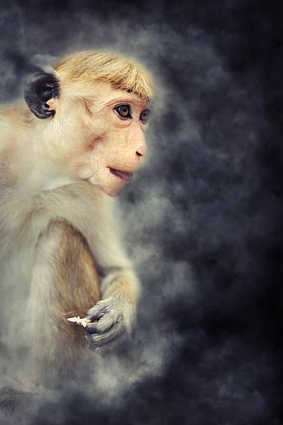 Monkey in smoke Close young monkey in smoke on dark background monkeys at sigiriya sri lanka stock pictures, royalty-free photos & images