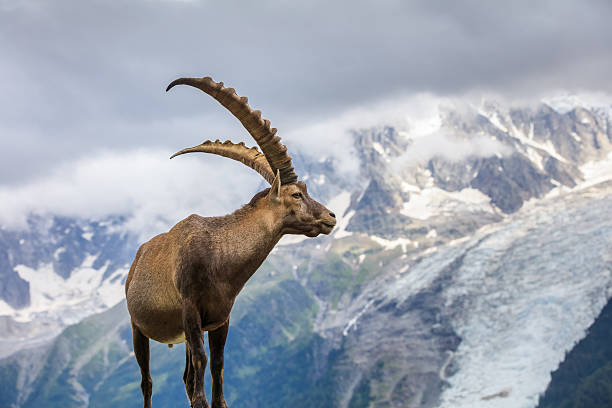 Female of Alpine Ibex in her envinroments , mountain , France Lacs de cheserys