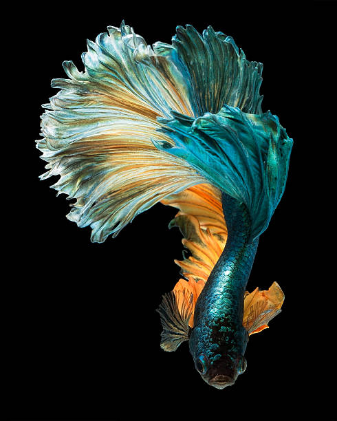 betta fish betta fish, siamese fighting fish "Half moon" isolated on black background siamese fighting fish stock pictures, royalty-free photos & images