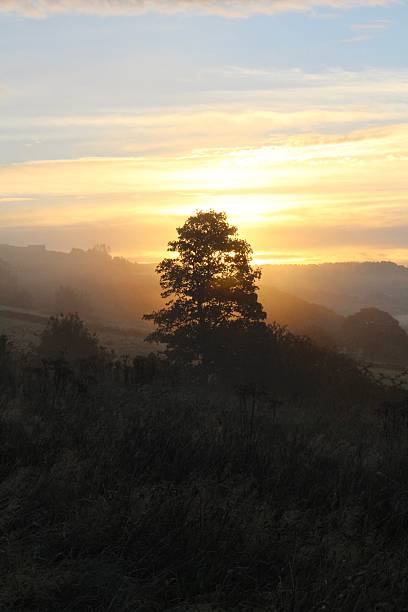 istock silhouette of tree at dawn 614966724