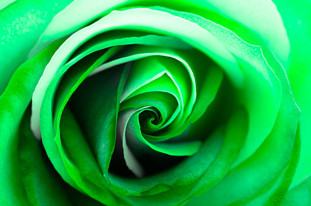 istock Macro of green rose heart 614967828